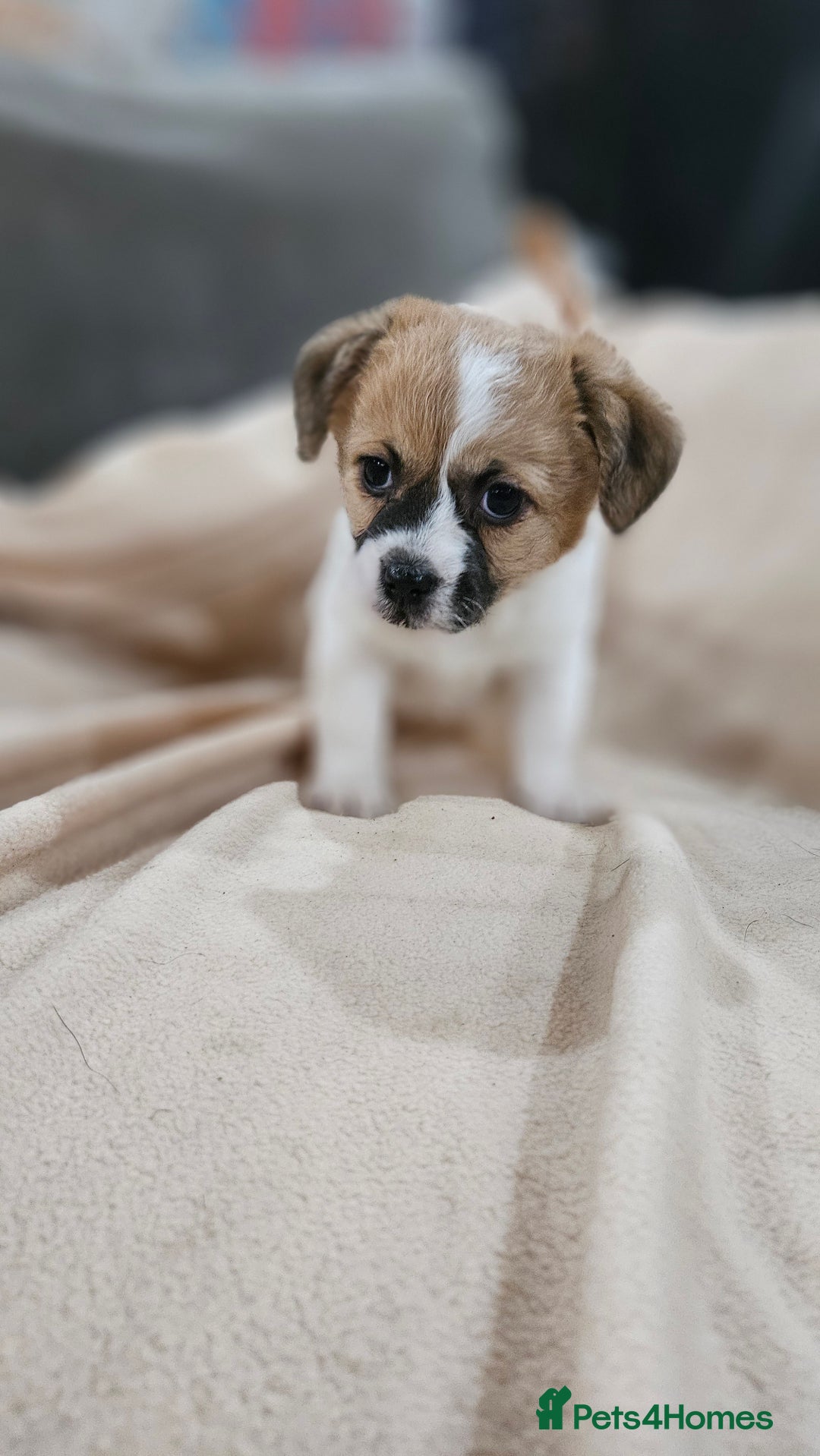 Mixed Breed dogs for sale: Shitzu cross jack Russell  - Advert 2