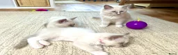 Ragdoll cats for sale:  Blue Ragdoll health tested ready now - Advert 15