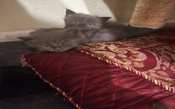 Maine Coon cats for sale: Purebred Maine Coons kittens.  - Image 4