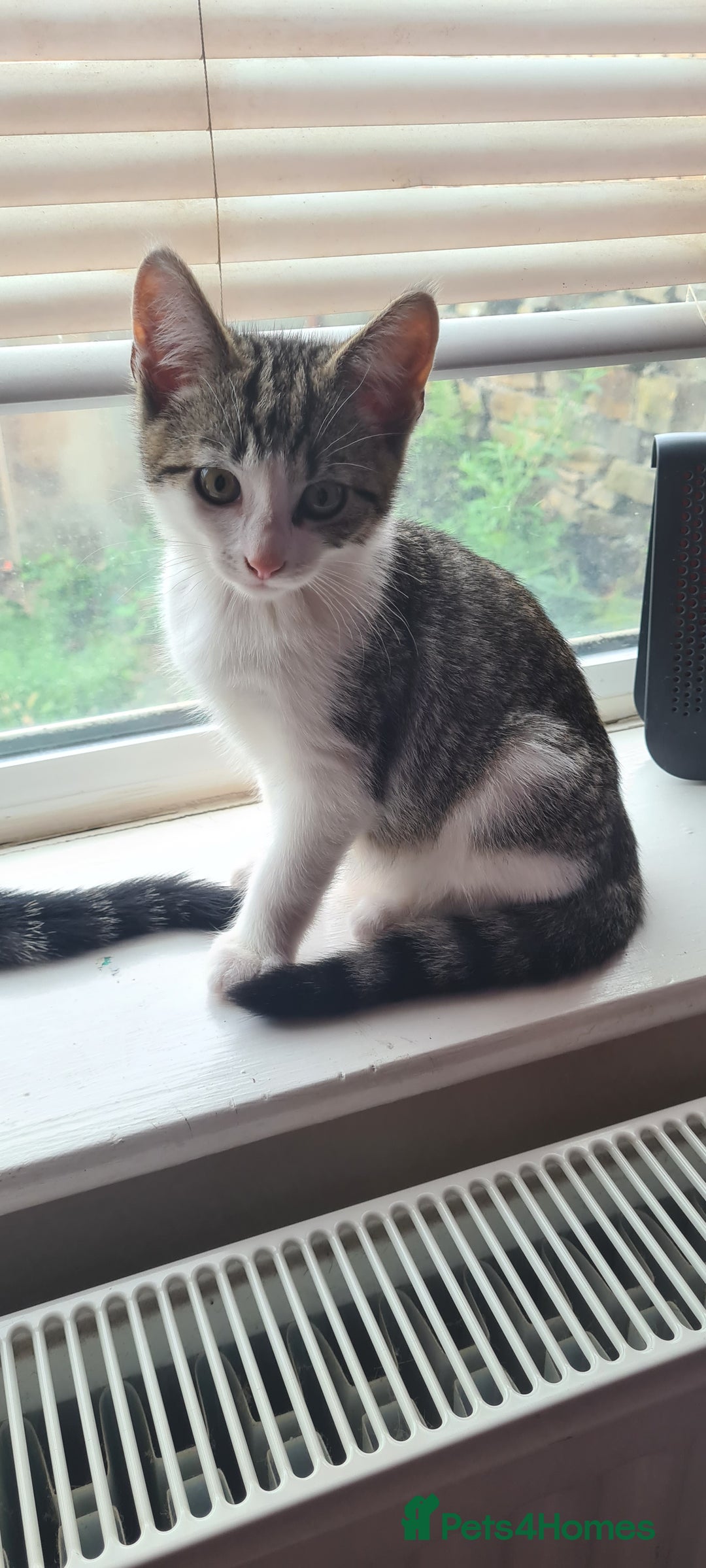Bengal cats for sale: Adorable cuddly male - Image 6