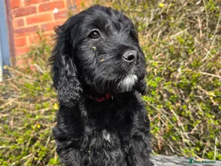 Goldendoodle dogs Ready Now Outstanding F1 Goldendoodle Puppies - Advert 3