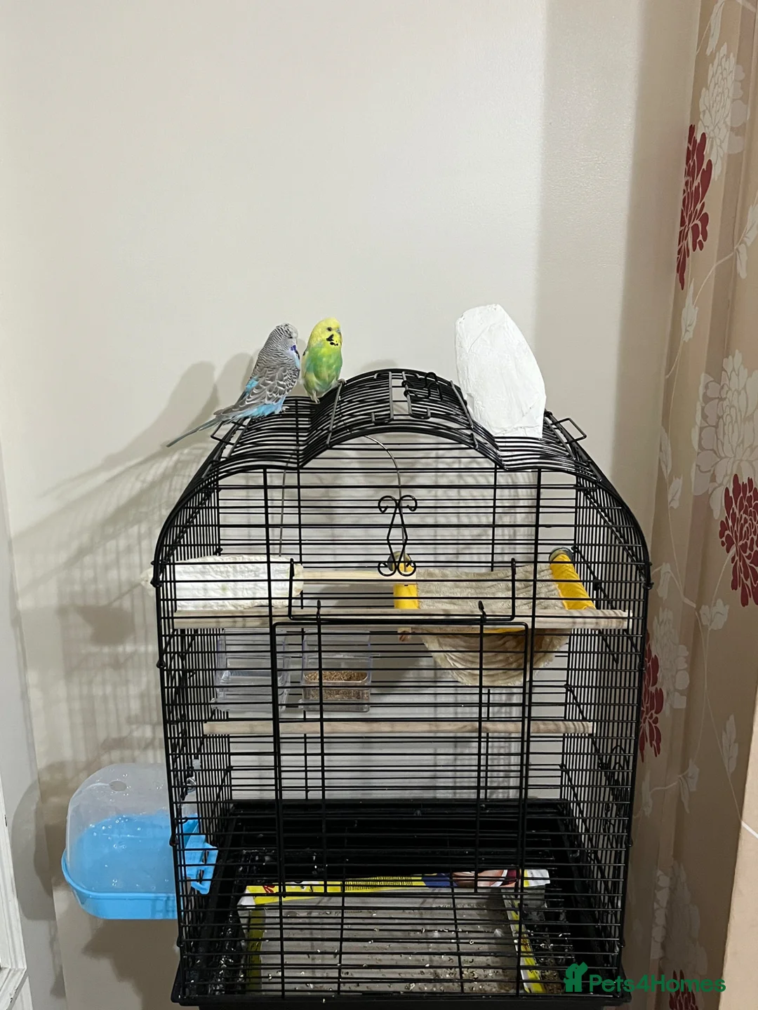 Budgerigars birds for sale: Hand Tame budgies  in Birmingham - Advert 1