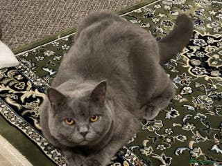 British Shorthair cats Male BSH 1yrs old - Advert 6