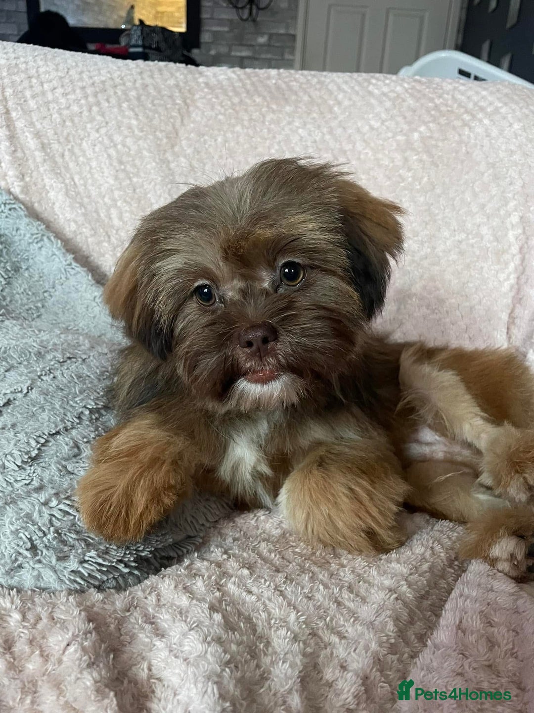 Mixed Breed dogs for sale: Gentle, Child-Friendly Dog Seeking a Loving Home - Advert 11