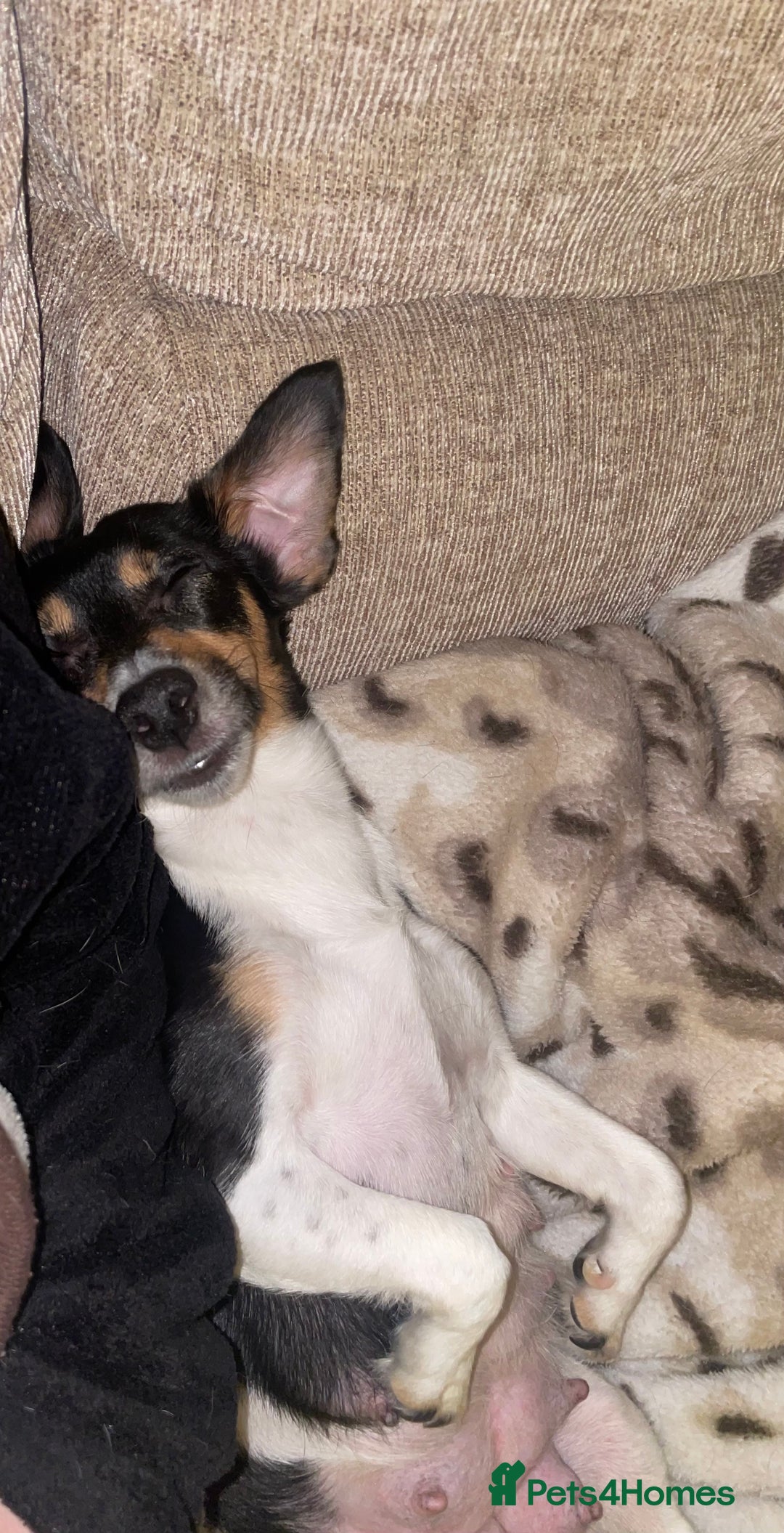 Jack Russell dogs for sale: Jack Russell Puppies - Advert 10