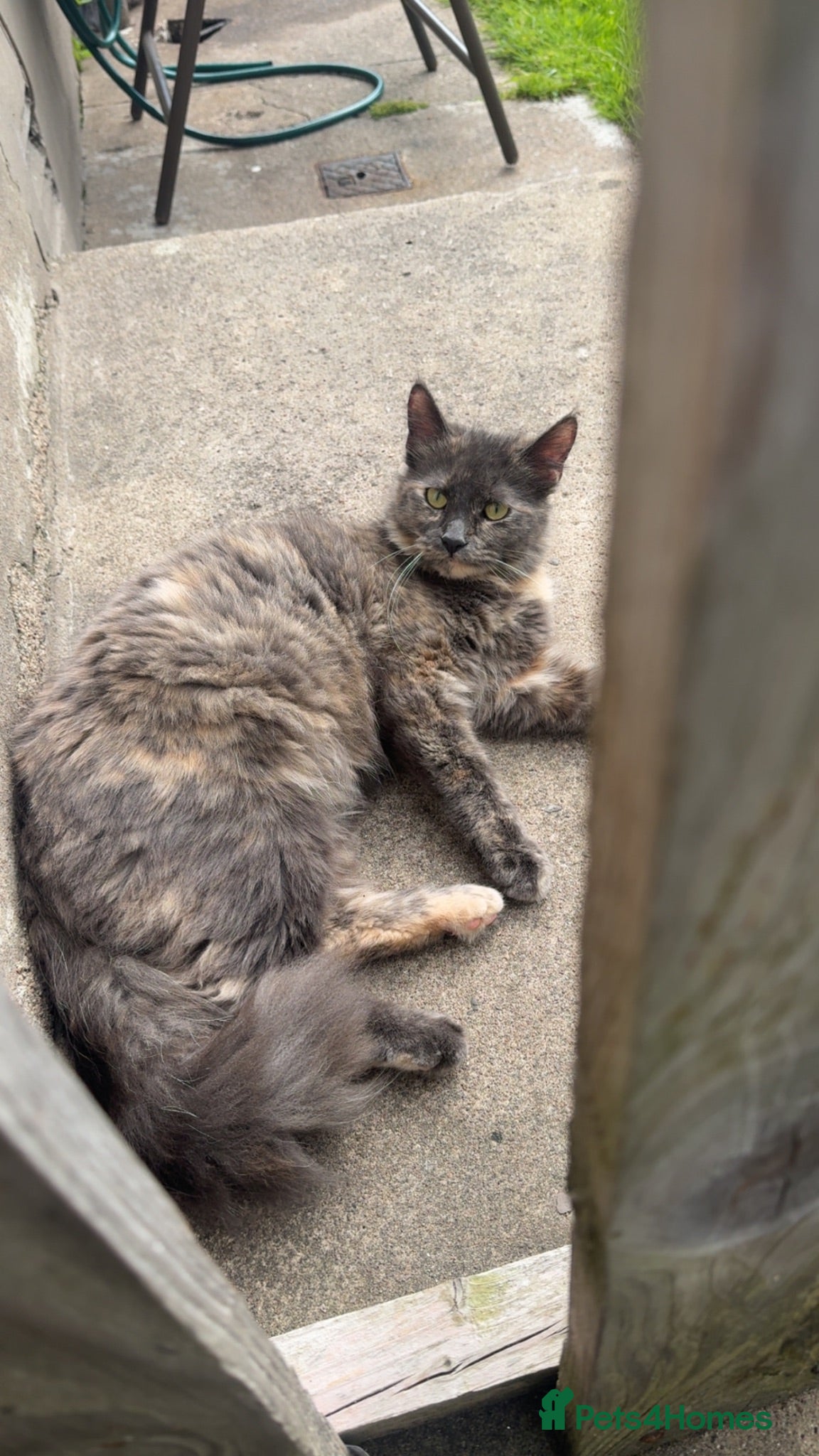 Mixed Breed cats female tabby kitten  - Advert 1
