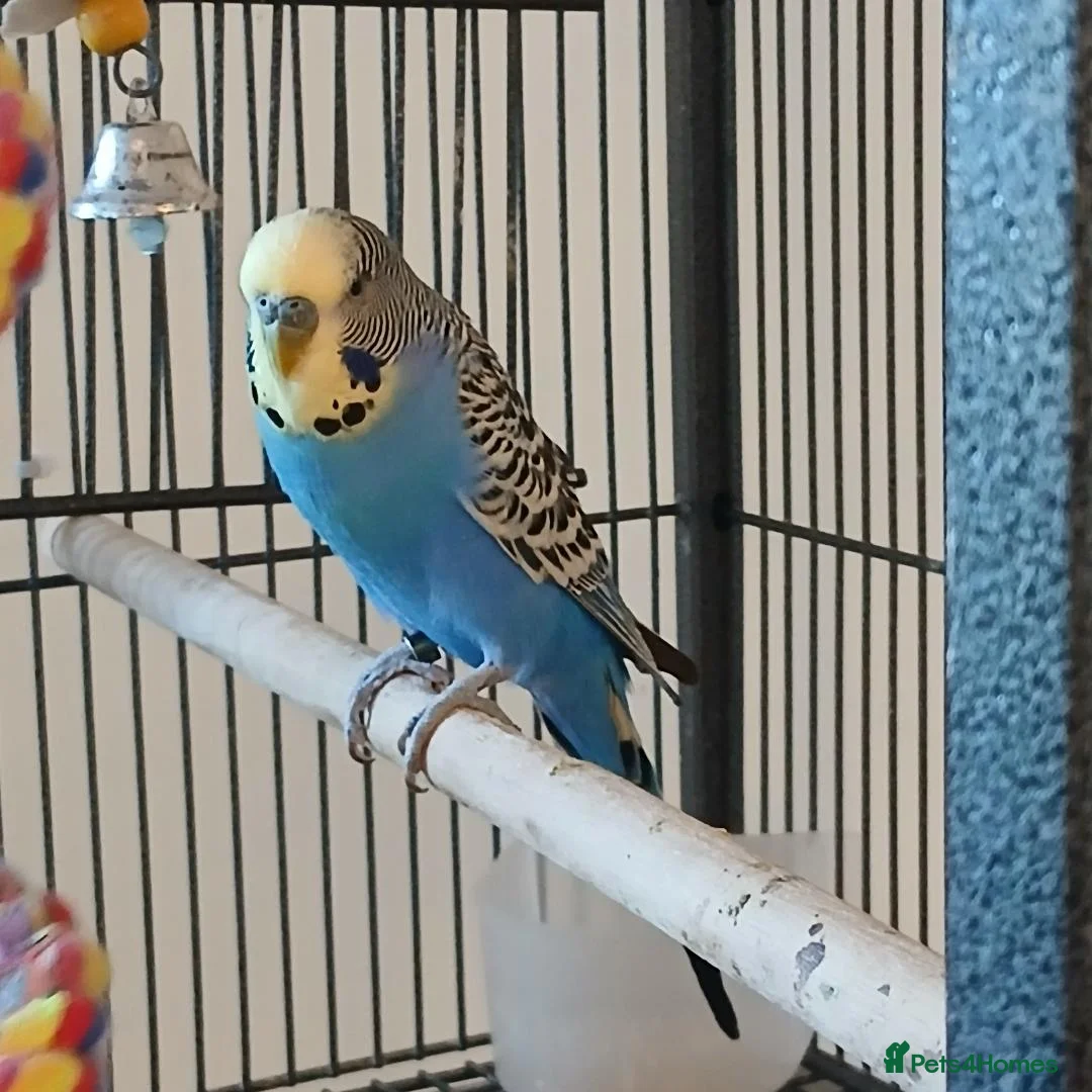 Budgerigars birds for sale: 3 budgies for sale. Cage optional. - Advert 2