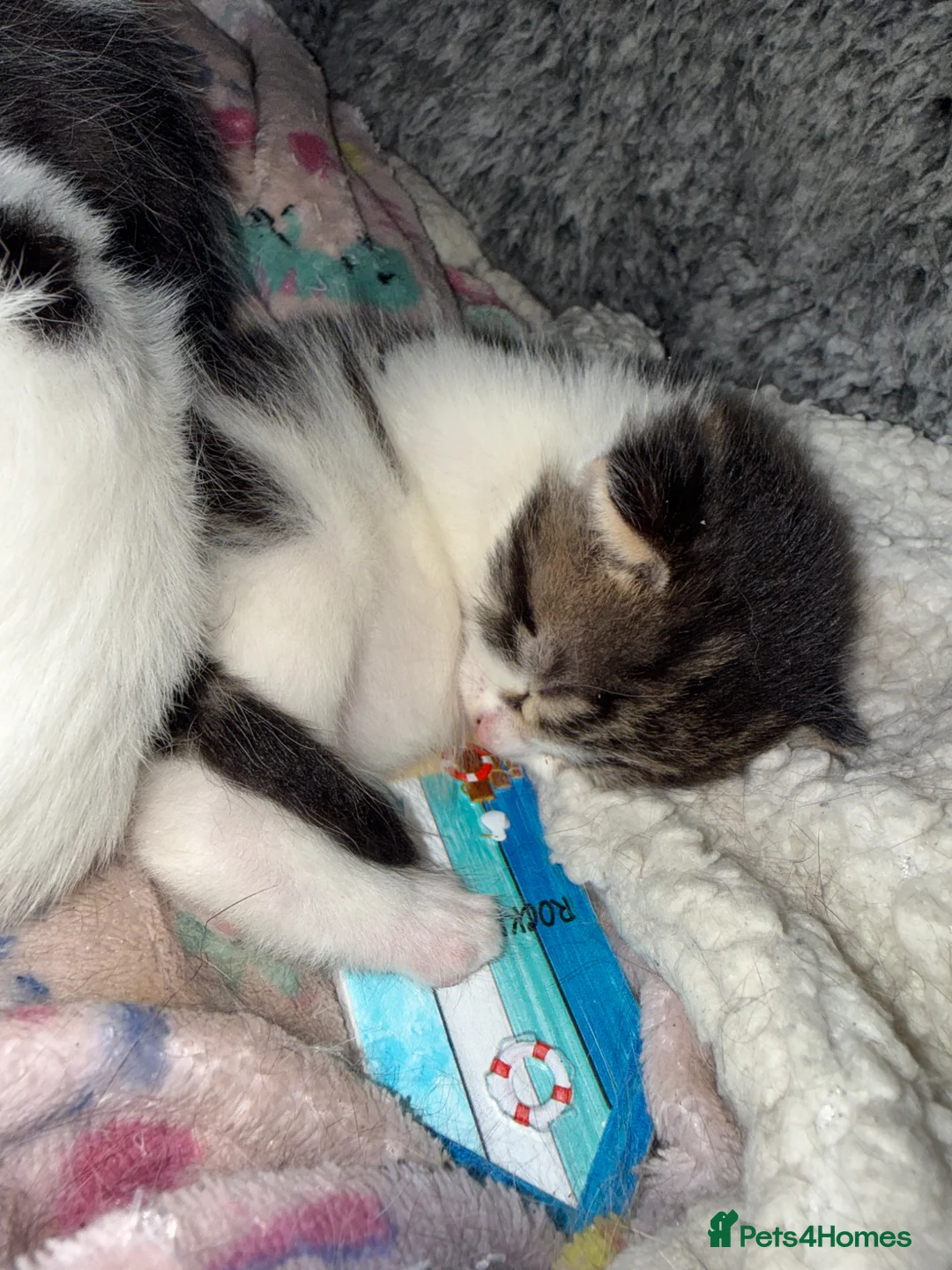 Mixed Breed cats for sale: Mixed kittens  in Lincoln - Advert 8