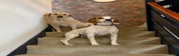 Mixed Breed dogs for adoption: Lucky, dream boy pointer 1 years old  in Nottingham - Advert 2