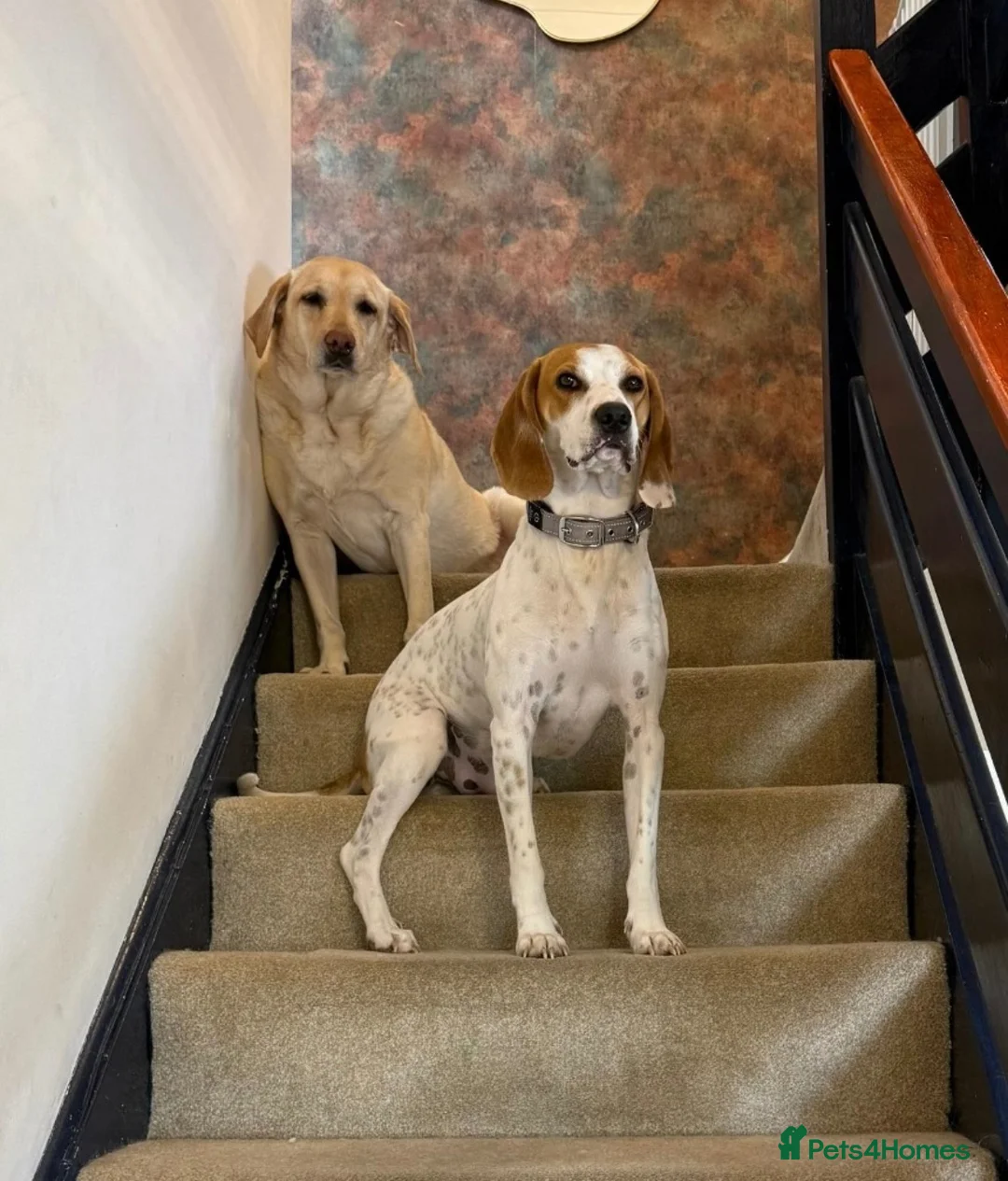 Mixed Breed dogs for adoption: Lucky, dream boy pointer 1 years old  in Nottingham - Advert 2