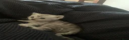 Exotic cats for sale: Beautiful exotic kittens  - Advert 3