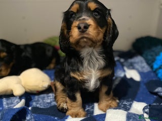 Cocker Spaniel dogs 2 super Black and Tan boy cocker spaniel puppies - Advert 1