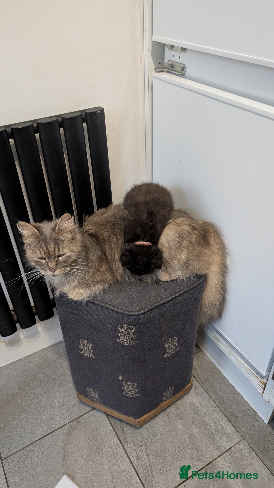 Mixed Breed cats for sale: Beautiful fluffy kittens, mum Persian X mainecoon  - Image 5