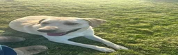 Labrador Retriever dogs for sale: Cream Male Labrador Retriever  - Advert 4