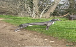 Whippet dogs for stud: Striking blue whippet stud in Banbury - Image 8