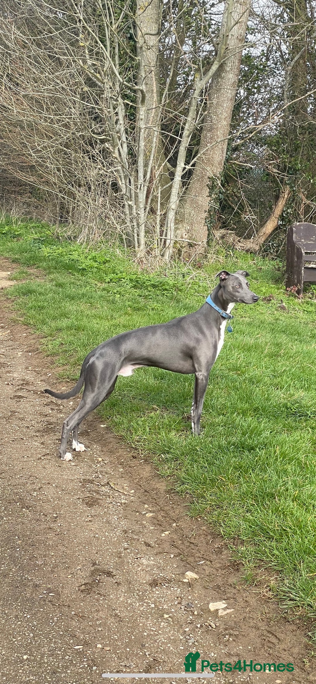 Whippet dogs for stud: Striking blue whippet stud in Banbury - Image 8