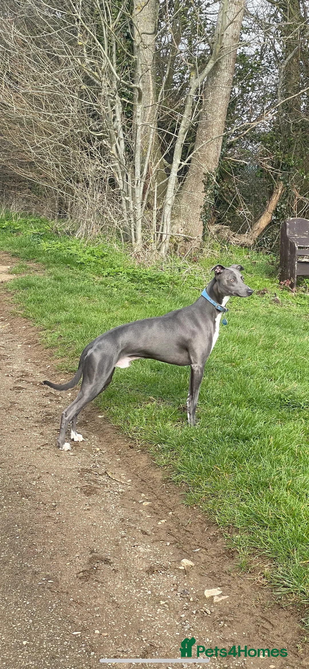 Whippet dogs for stud: Striking blue whippet stud in Banbury - Advert 8