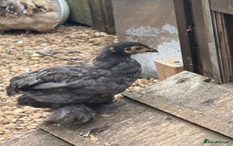 Chickens poultry for sale: Pair of pekins frizzle & trio - Image 2