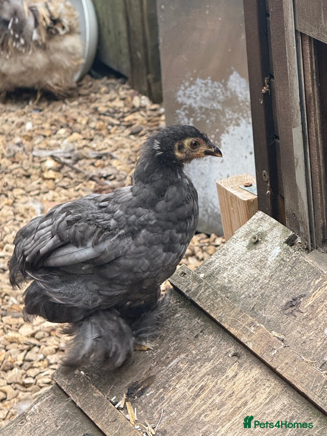 Chickens poultry for sale: Pair of pekins frizzle & trio - Image 2