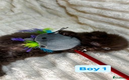 British Longhair cats for sale: British Long/Short Hair Adorable Kittens - Advert 5