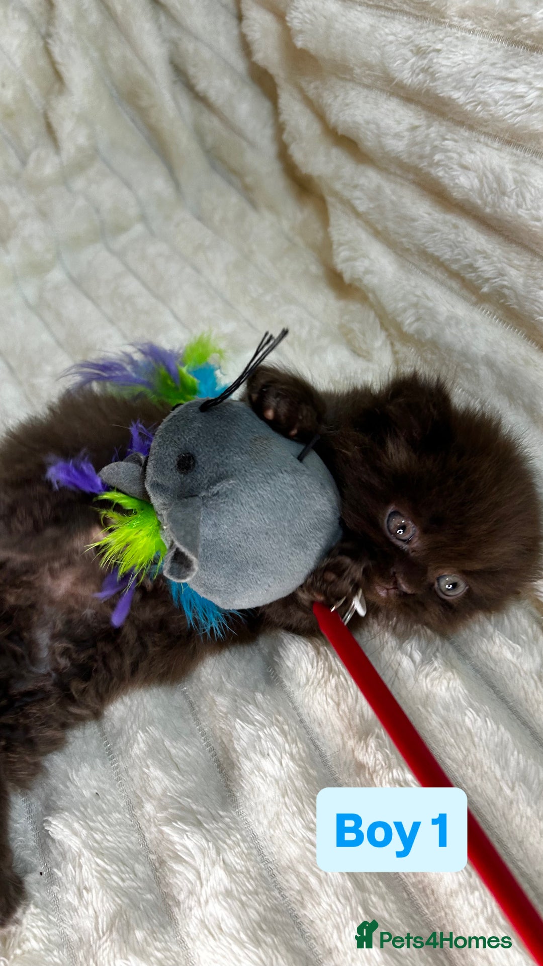 British Longhair cats for sale: British Long/Short Hair Adorable Kittens - Advert 5