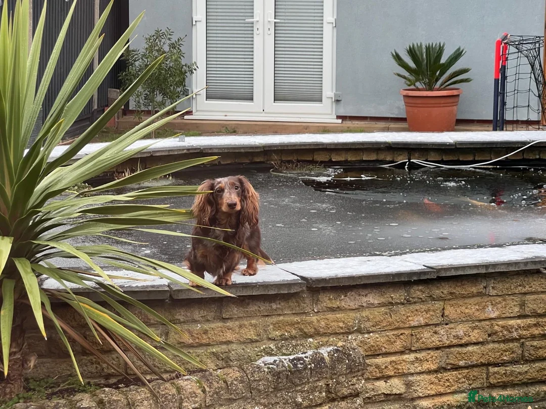 Miniature Dachshund dogs for stud: Miniature Dashchund  available for stud in Windsor in Windsor - Advert 4