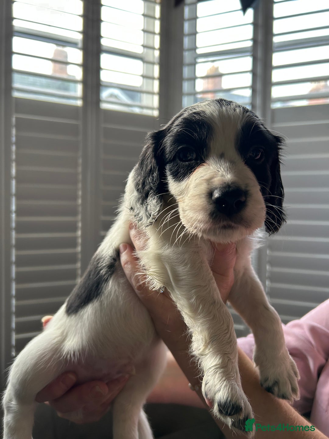 Sprocker dogs for sale: Sprocker puppies - Advert 21