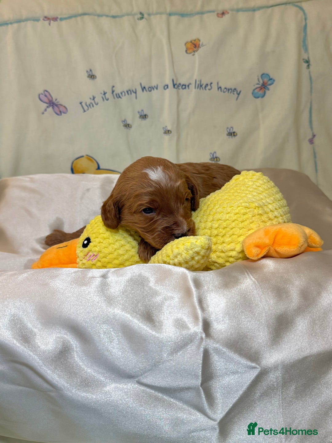 Cavapoo dogs for sale: 6 Cute Cavapoo puppies 6 - ready for homes in feb  - Advert 22