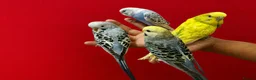 Budgerigars birds for sale: Super silly hand tamed baby budgies  - Advert 3