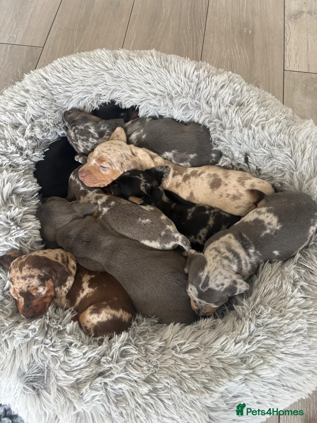Dachshund dogs for sale: Beautiful dachshund puppies  - Advert 2