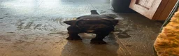 Patterdale Terrier dogs for sale: Gorgeous patterdale pups for sale - Advert 11