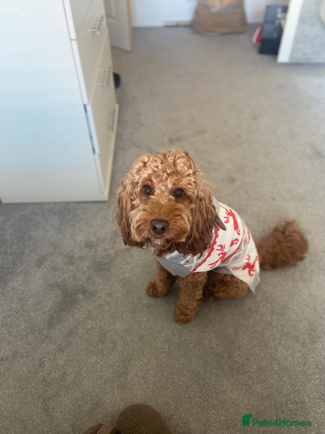 Cockapoo dogs for stud: Cockapoo for stud in Southampton - Image 3