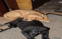 Labrador Retriever dogs for sale: Labrador Pupsfor Sale – Yellow, Chocolate, Black  - Image 25