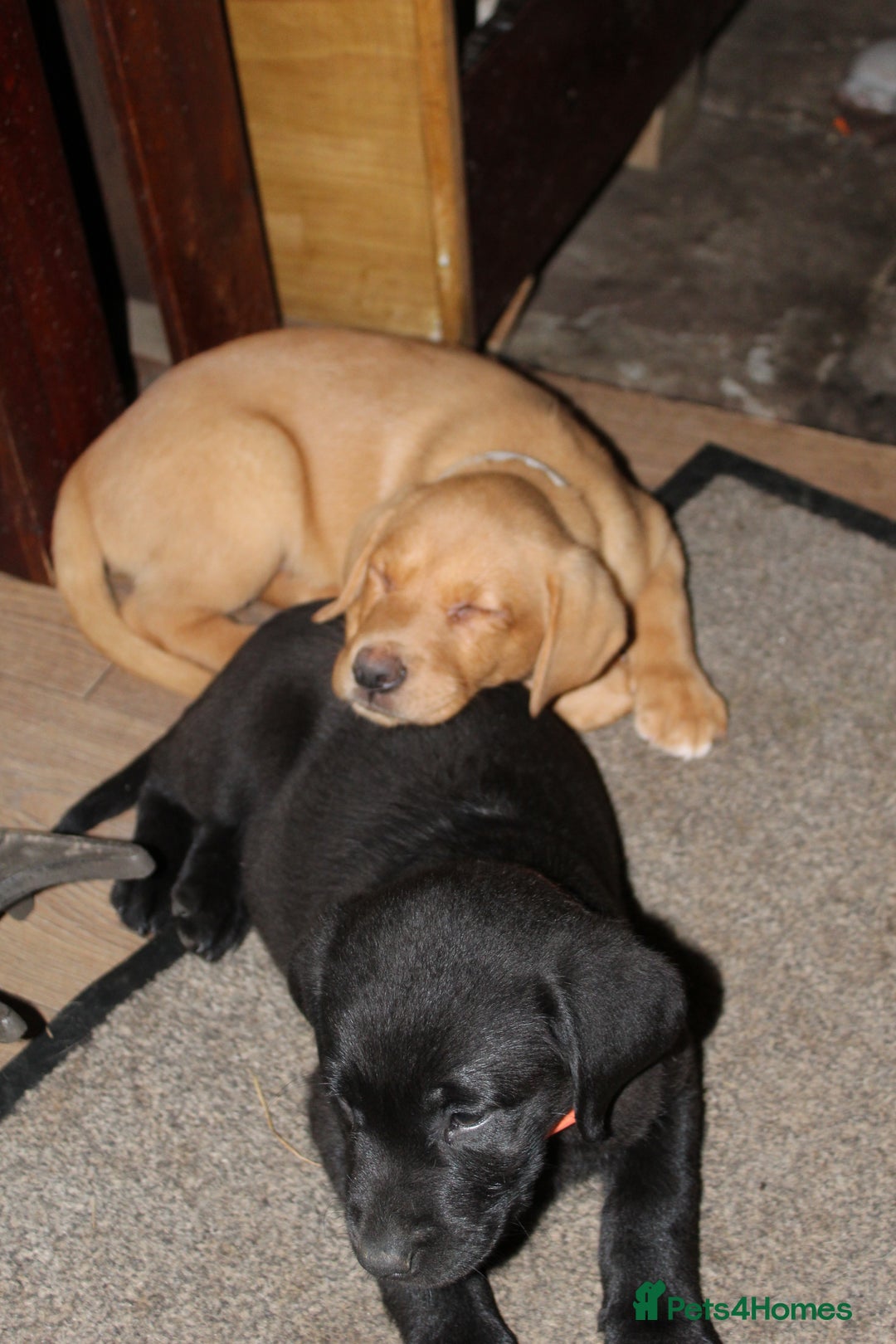Labrador Retriever dogs for sale: Labrador Pupsfor Sale – Yellow, Chocolate, Black  - Image 25