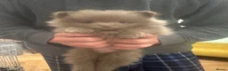 Pomeranian dogs for sale: Stunning Tiny KC Reg Pomeranian Puppies  - Advert 2