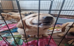 Golden Retriever dogs for sale: 🦮 two beautiful boys available  ❤️❤️ in Aberystwyth - Image 30
