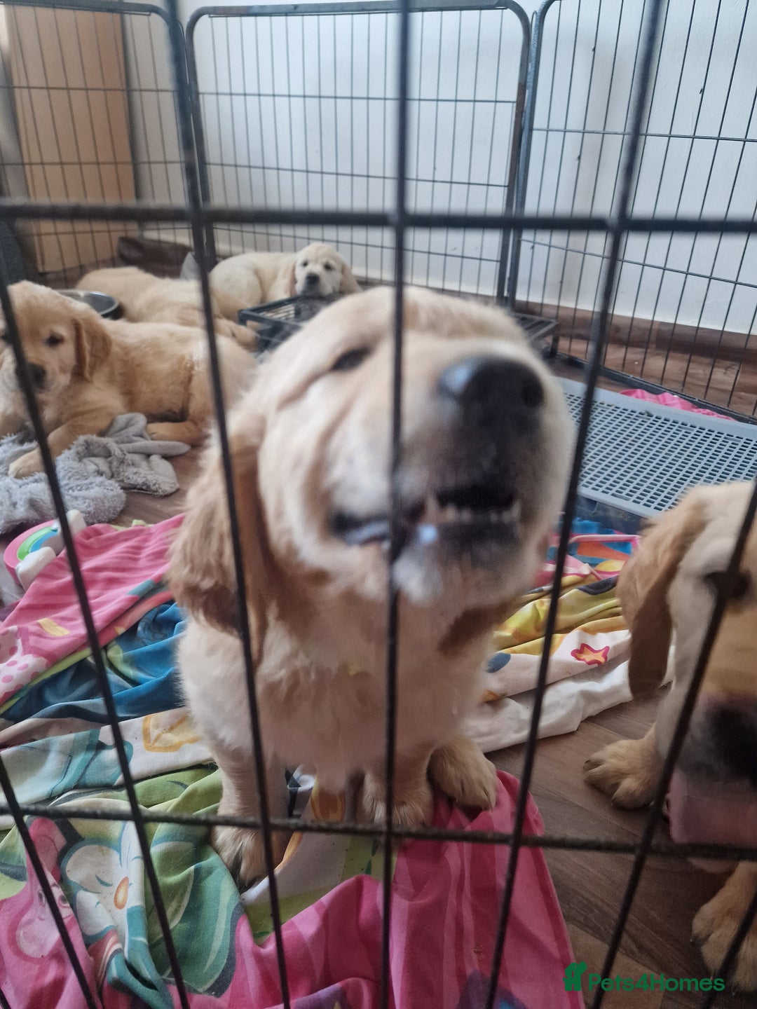 Golden Retriever dogs for sale: 🦮 two beautiful boys available  ❤️❤️ in Aberystwyth - Image 30
