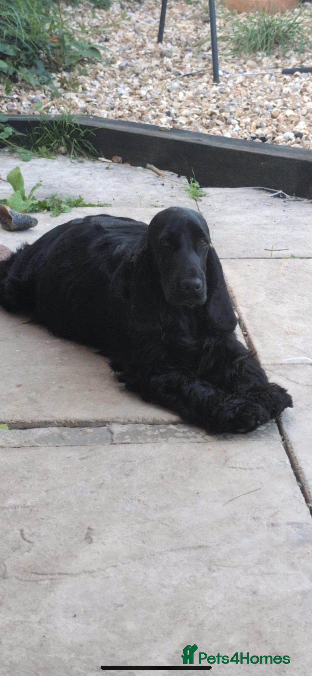 Cocker Spaniel dogs for sale: Beautiful show type cocker spaniels  - Image 5