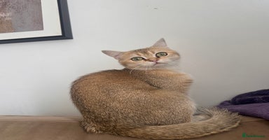 British Shorthair cats in London - Advert 13