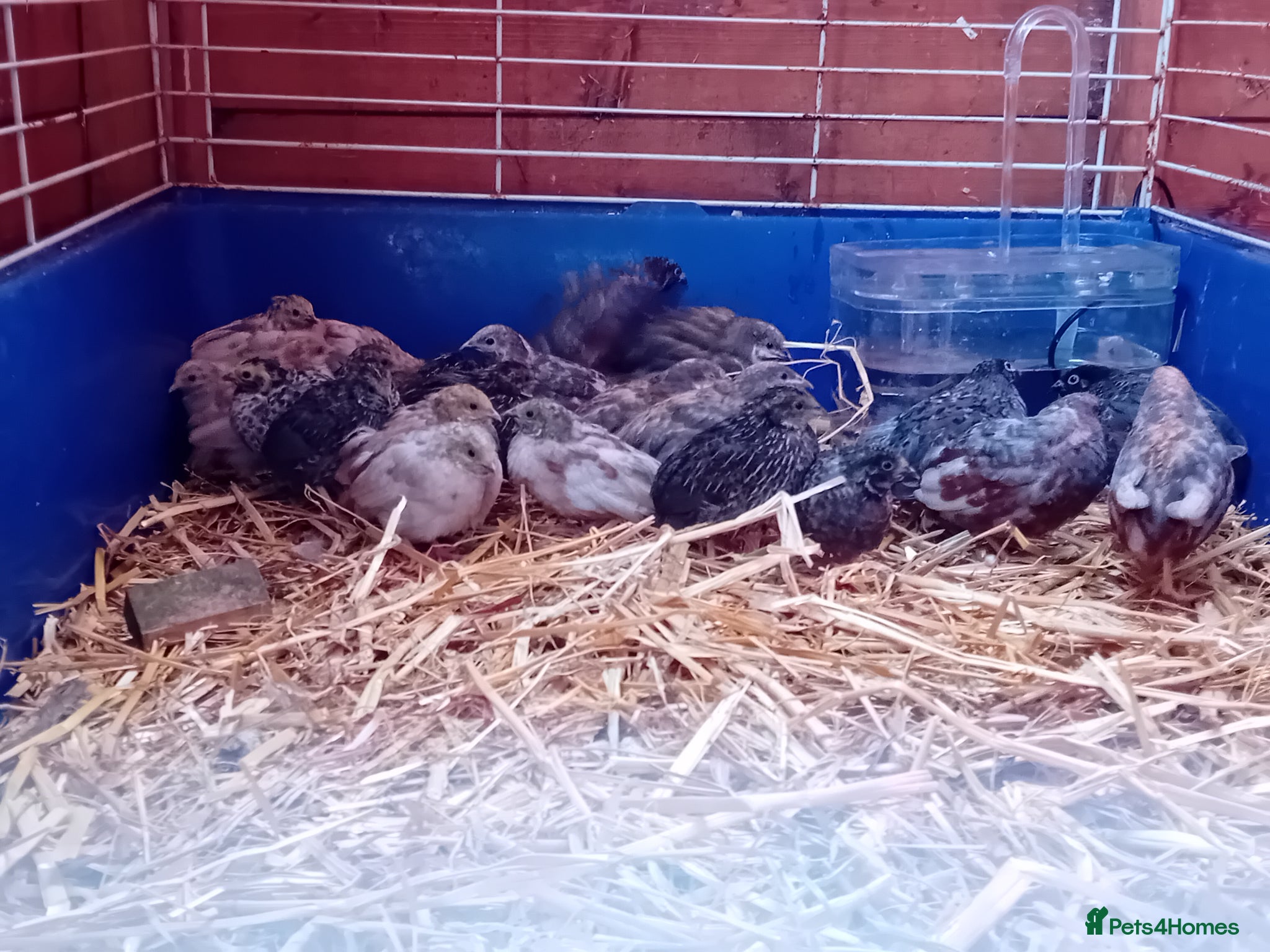 Quail poultry Male Button Quail For Sale - Advert 4