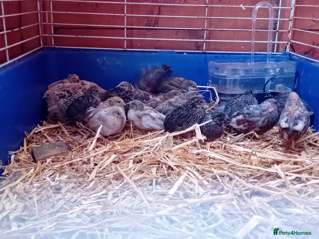Quail poultry for sale: Male Button Quail For Sale - Advert 1