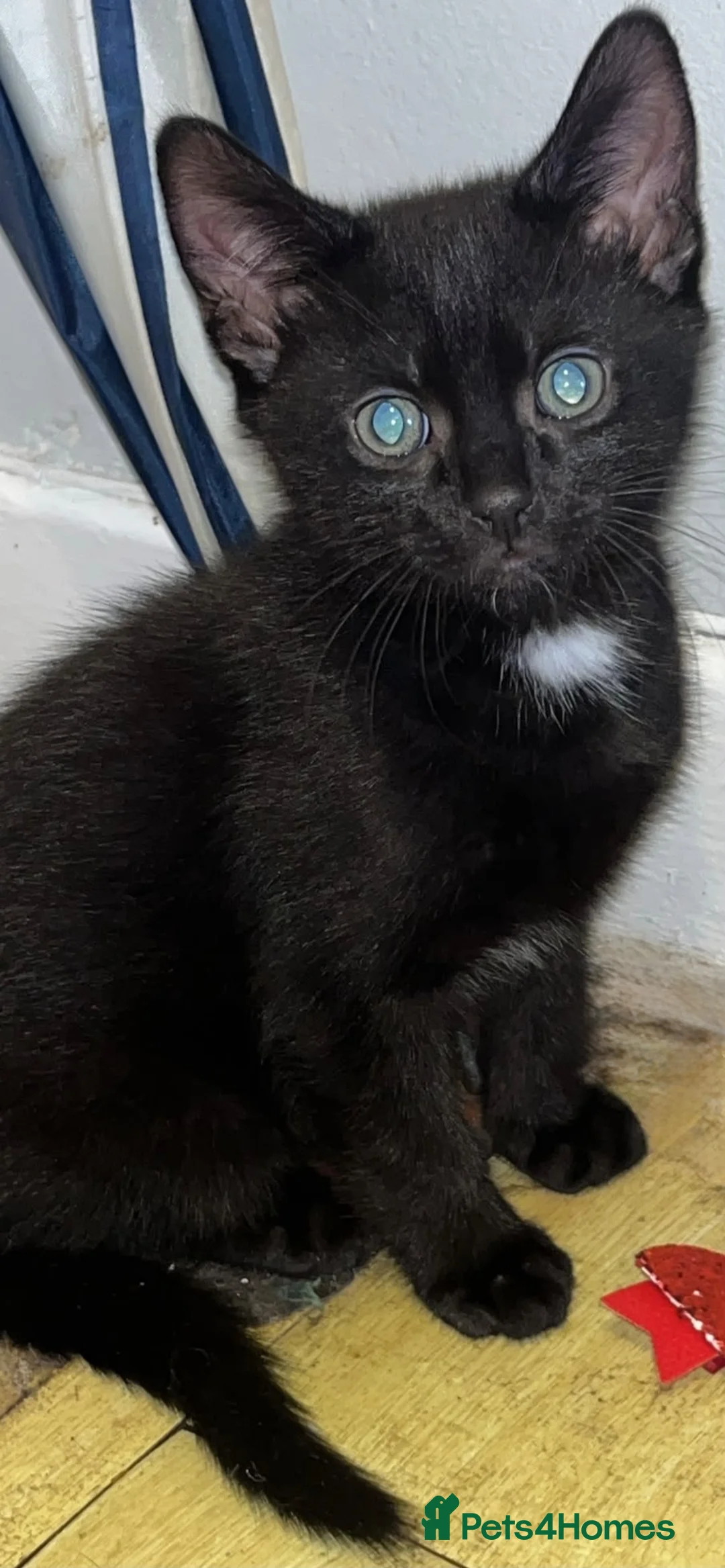Mixed Breed cats for sale: Beautiful mixed kittens - Advert 2