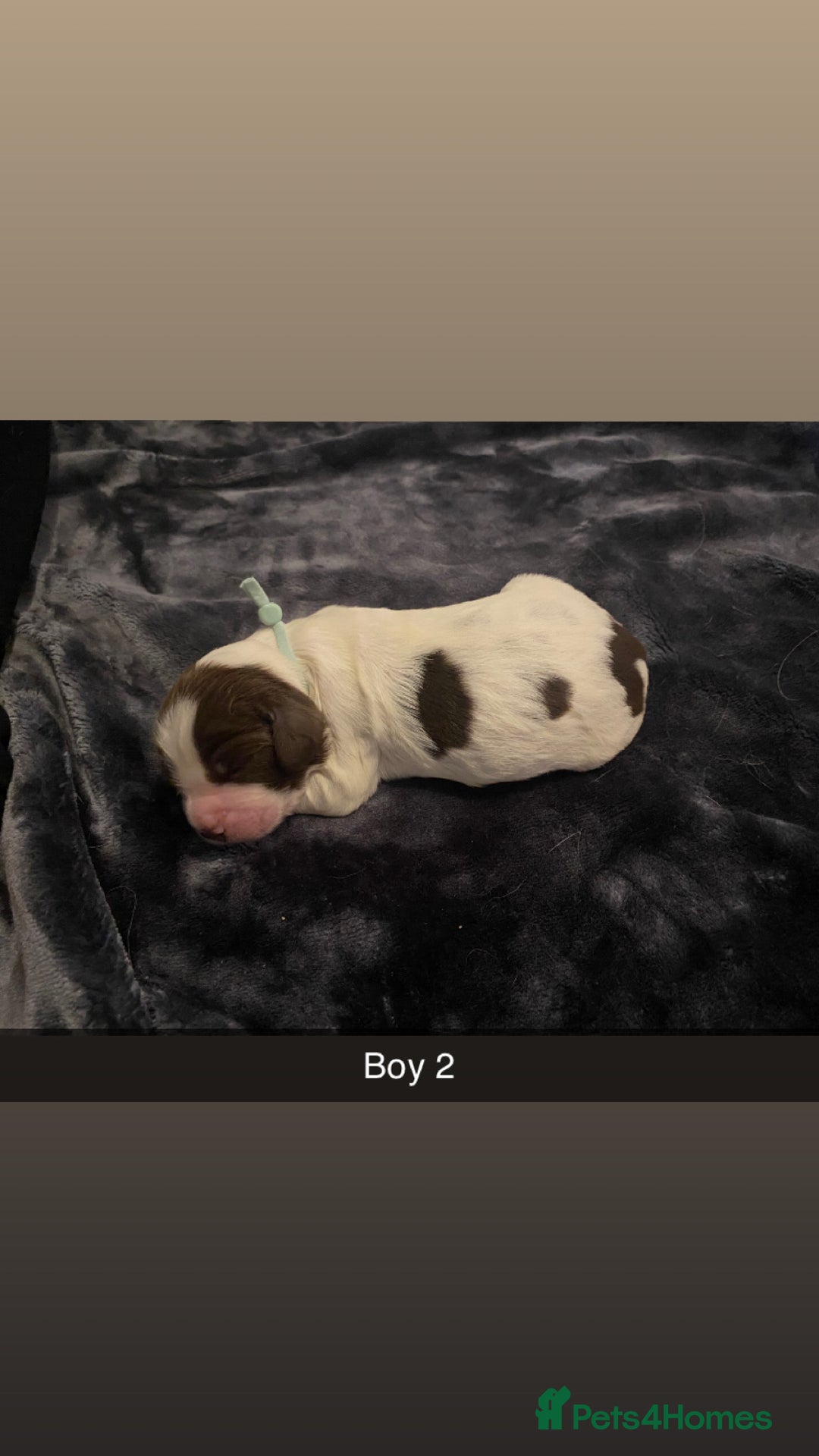 Cocker Spaniel dogs for sale: Working cocker spaniel puppies  - Advert 12