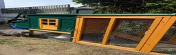 Chickens poultry for sale: 3 Hens – Sussex, Brown Ranger & Cuckoo Marans in New Malden - Advert 11