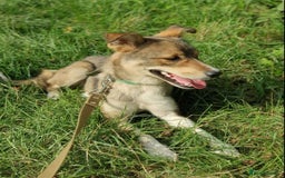 Mixed Breed dogs for adoption: 💖🐶 LASKA 🐶💖 - Image 3