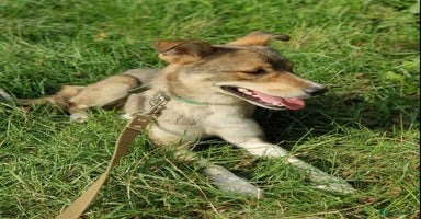 Mixed Breed dogs - Advert 12