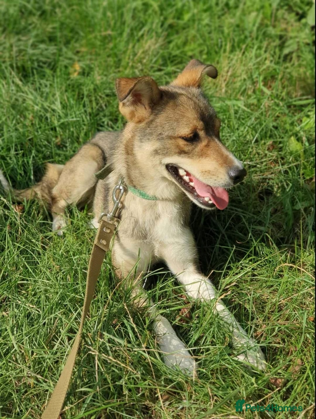 Mixed Breed dogs for adoption: 💖🐶 LASKA 🐶💖 - Image 3