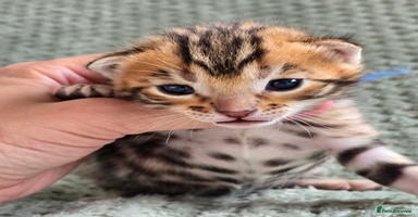 Bengal cats - Advert 1