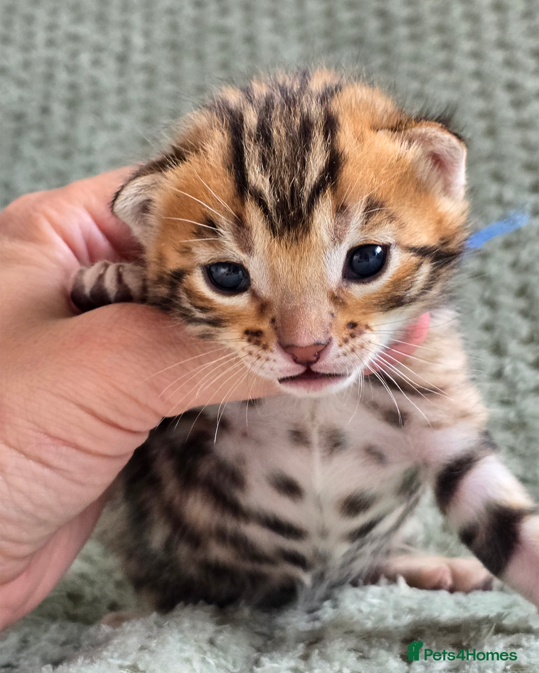 Bengal cats for sale: TICA Champion bengal kittens ready for reservation - Image 5