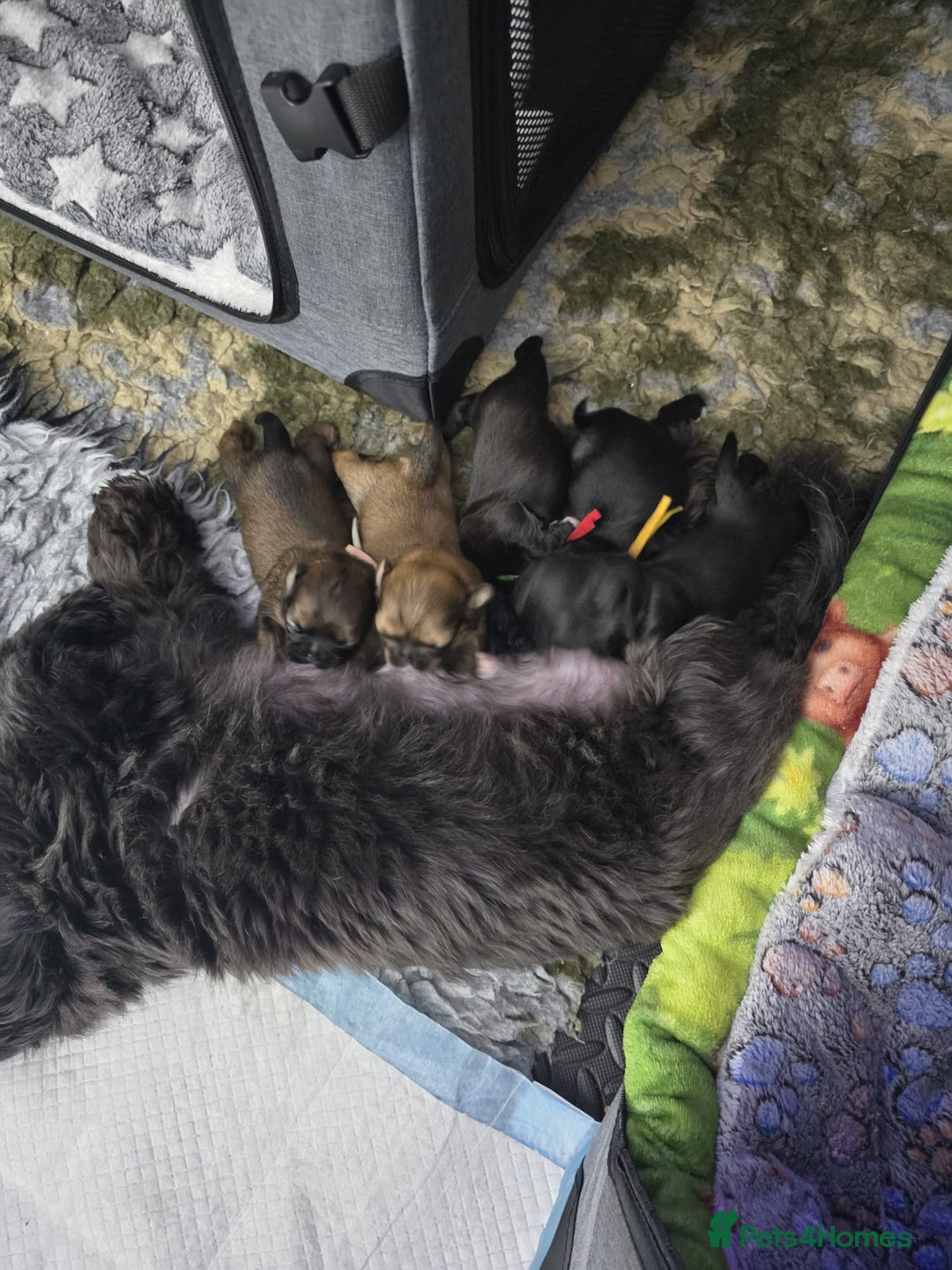 Shih Tzu dogs for stud: Patrick imperial shih tzu stud  - Advert 6